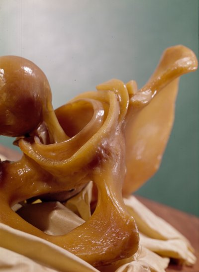 Model showing the articulation of the knee by Clemente Susini